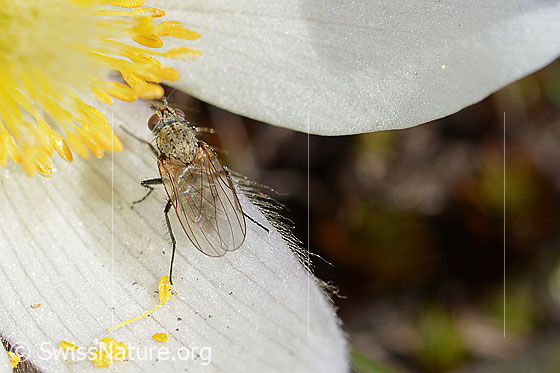 Photo: Probably flower fly of the genus Delia on Pulsatilla vernalis. View from behind top.
