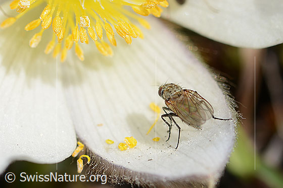 Photo: Probably flower fly of the genus Delia on Pulsatilla vernalis. View from behind.
