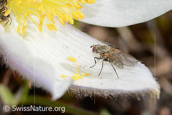 Photo: Probably flower fly of the genus Delia on Pulsatilla vernalis. 