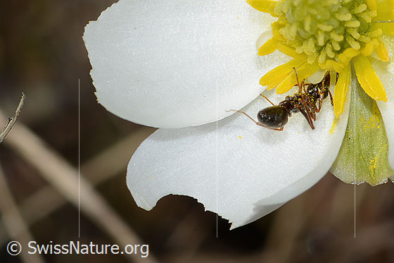 Foto: Formica lemani (Waldameise) auf Pyrenäen-Hahnenfuss (Ranunculus kuepferi). Länge 4.5 - 6.5mm. Ansicht von schräg hinten.