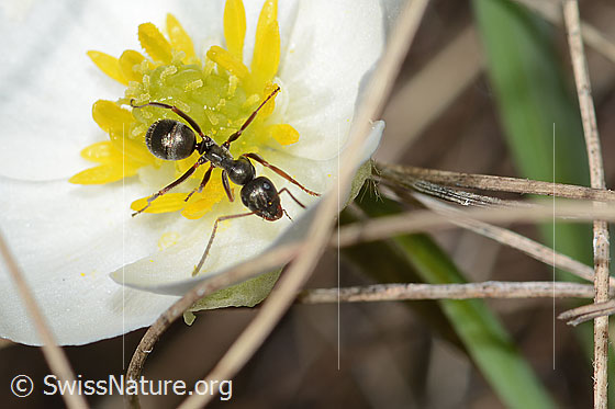 Foto: Formica lemani (Waldameise) auf Pyrenäen-Hahnenfuss (Ranunculus kuepferi). Länge 4.5 - 6.5mm. Ansicht von vorne oben.