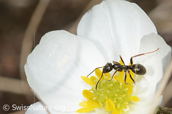 Foto: Formica lemani (Waldameise) auf Pyrenäen-Hahnenfuss (Ranunculus kuepferi). Länge 4.5 - 6.5mm. Ansicht von seitlich oben.