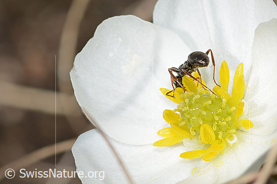 Foto: Formica lemani (Waldameise) auf Pyrenäen-Hahnenfuss (Ranunculus kuepferi). Länge 4.5 - 6.5mm. Ansicht von hinten.