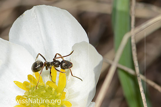 Foto: Formica lemani (Waldameise) auf Pyrenäen-Hahnenfuss (Ranunculus kuepferi). Länge 4.5 - 6.5mm. Ansicht von seitlich oben.