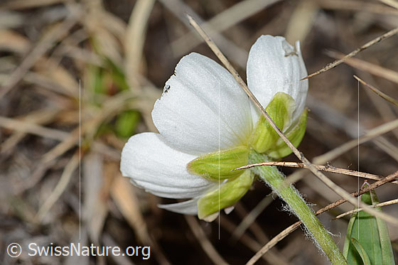 Foto: Pyrenäen-Hahnenfuss (Ranunculus kuepferi). Blüte und Stängel. Ansicht von unten.