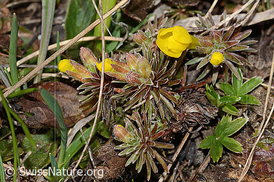 Foto: Goldprimel (Androsace vitaliana). Ganze Pflanze (Habitus).
