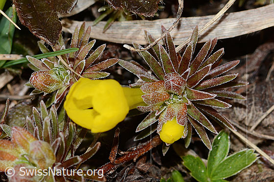 Foto: Goldprimel (Androsace vitaliana). Blattrosette.