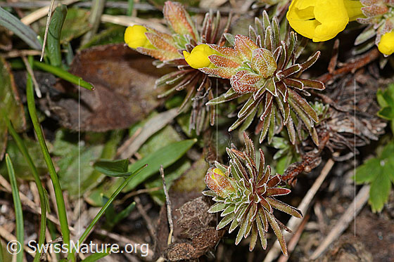 Foto: Goldprimel (Androsace vitaliana). Ganze Pflanze (Habitus).