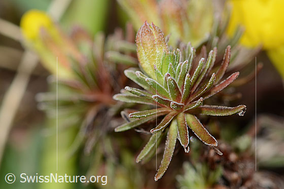 Foto: Goldprimel (Androsace vitaliana). Blattunterseite.