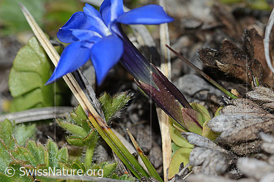 Foto: Schleichers Enzian (Gentiana schleicheri). Blüte, Kelch und Blattrosette.