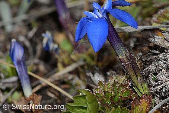 Foto: Schleichers Enzian (Gentiana schleicheri).  Blüte, Kelch und Blattrosette. Ansicht von der Seite.