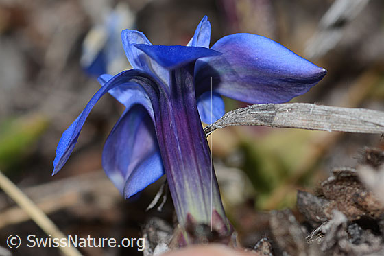 Foto: Schleichers Enzian (Gentiana schleicheri). Blüte. Ansicht von schräg unten.