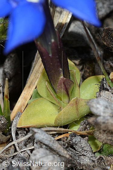 Foto: Schleichers Enzian (Gentiana schleicheri). Kelch und Blattrosette.