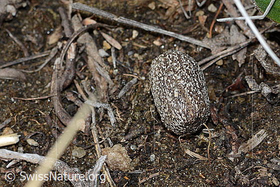 Photo: Probably droppings of the Capreolus capreolus. Length 11mm.
