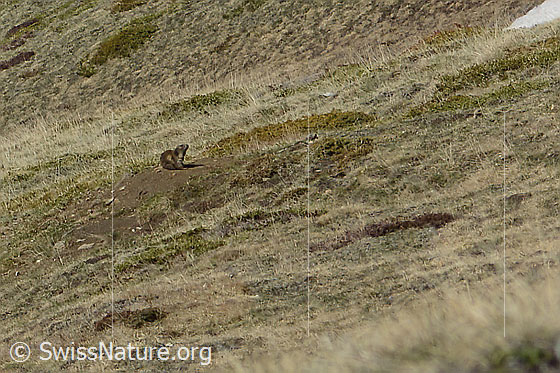 Photo: Marmota marmota. The marmot sits in front of its burrow.