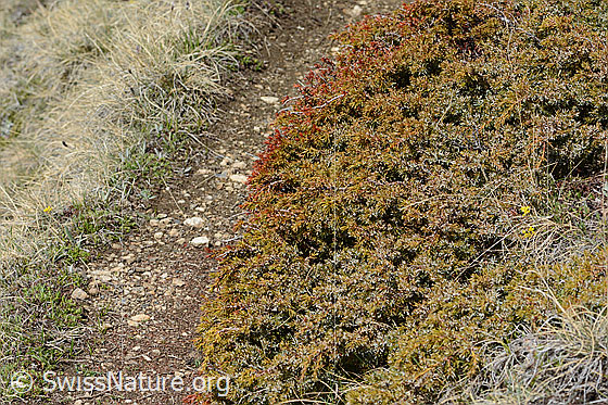 Photo: Juniperus communis ssp. saxatilis. Whole plant (habiti).