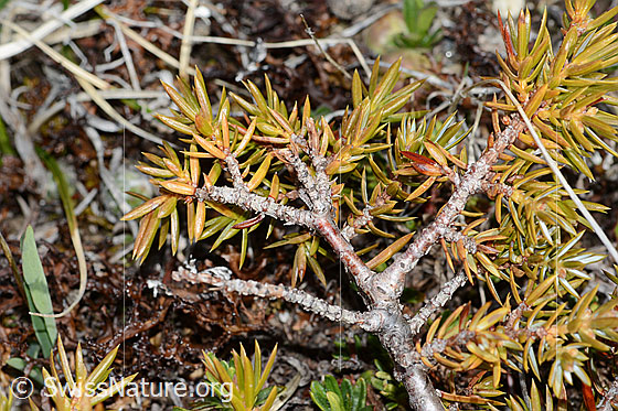 Photo: Juniperus communis ssp. saxatilis. Branches with needles.