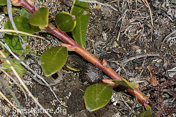 Foto: Immergrüne Bärentraube (Arctostaphylos uva-ursi). Trieb und Blätter.