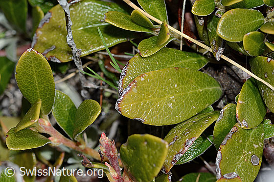 Foto: Immergrüne Bärentraube (Arctostaphylos uva-ursi). Blätter. Blattoberseite.