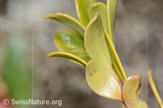 Photo: Arctostaphylos uva-ursi. Leaves. Leaf underside.