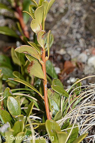 Foto: Immergrüne Bärentraube (Arctostaphylos uva-ursi). Ästchen mit Blätter.