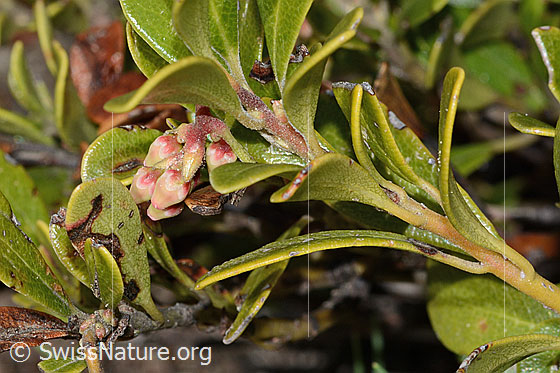 Foto: Immergrüne Bärentraube (Arctostaphylos uva-ursi). Ästchen mit Blätter und Knospen.