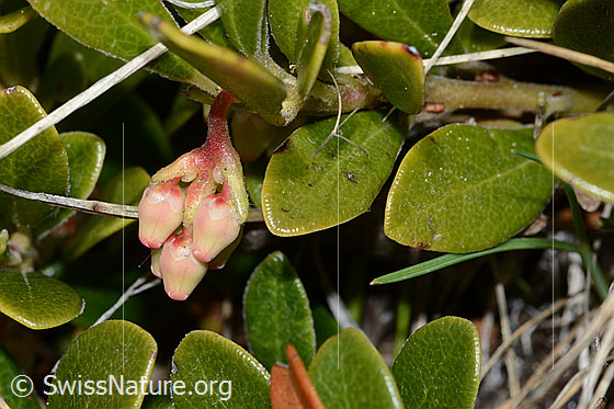Foto: Immergrüne Bärentraube (Arctostaphylos uva-ursi). Blätter und Knospen.