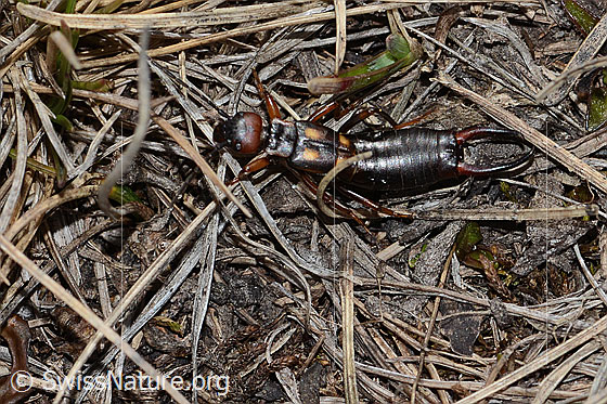 Photo: Anechura bipunctata. View from the side above.