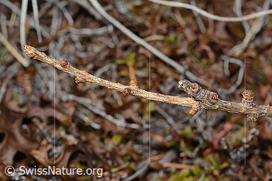 Photo: Larix decidua. Ästchen. Branches. Still without needles.
