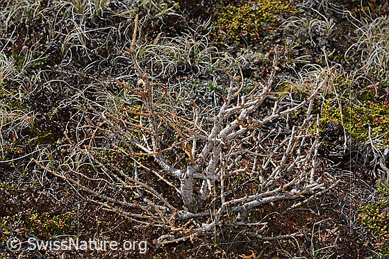 Photo: Larix decidua. Whole plant (habit). 20cm high. Still without needles. This small larch thrives in a place that is around 350 metres above the current tree line. View from diagonally above.