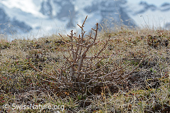 Photo: Larix decidua. Whole plant (habit). 20cm high. Still without needles. This small larch thrives in a place that is around 350 metres above the current tree line. View from side.