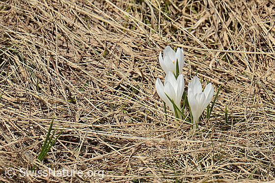 Foto: Frühlings-Krokus (Crocus albiflorus). Ganze Pflanze (Habitus). Blüten weiss und geöffnet.