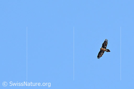 Foto: Bartgeier (Gypaetus barbatus). Im Flug. Ansicht von schräg unten.