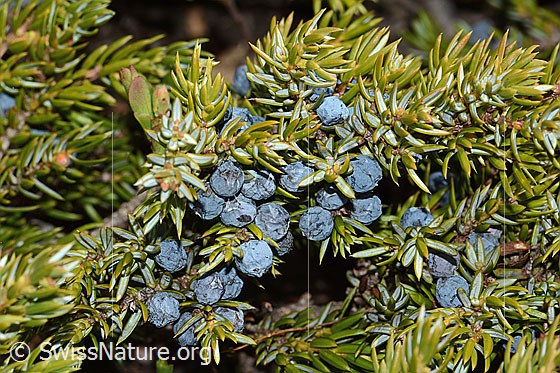 Foto: Alpen-Wacholder (Juniperus communis ssp. saxatilis). Ast mit reifen Beeren.