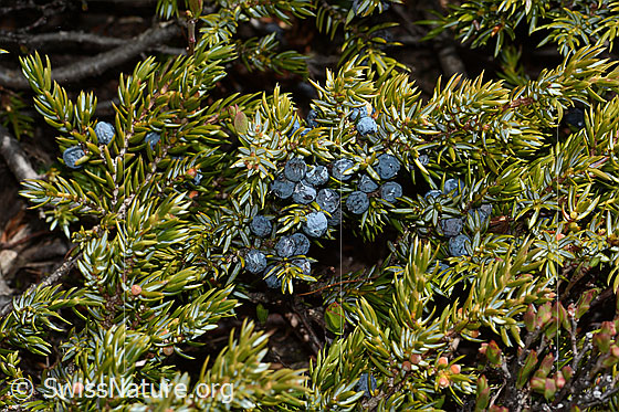 Photo: Juniperus communis ssp. Saxatilis. Branch with ripe berries.