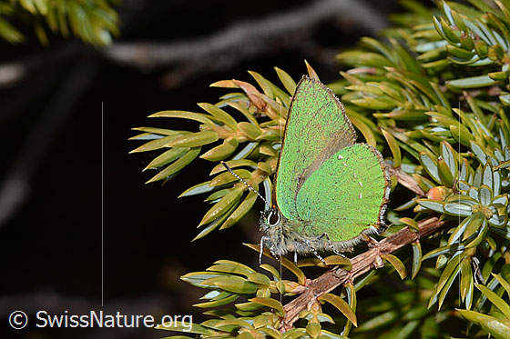 Photo: Callophrys rubi on Juniperus communis ssp. saxatilis. Wings closed. View from the side.