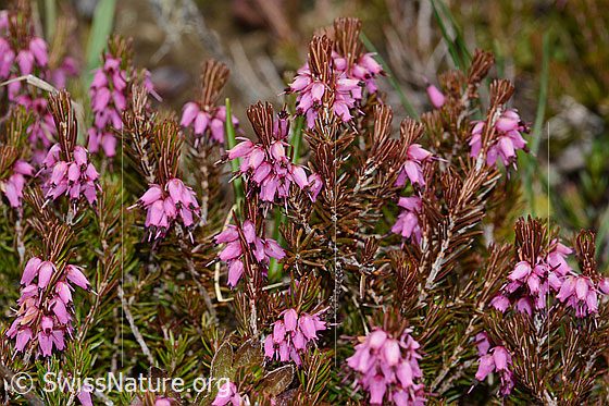 Photo: Erica carnea. Blossoms and branches.