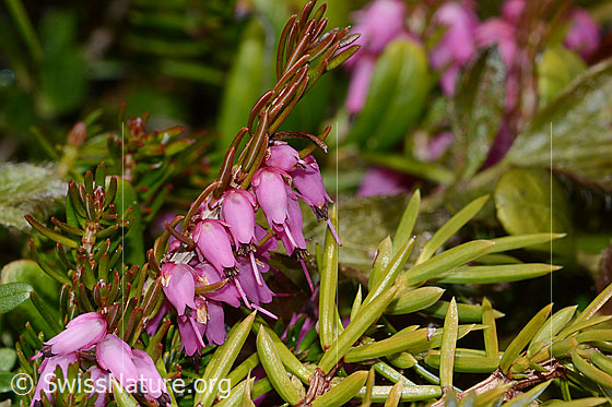 Foto: Erika (Erica carnea). Blüten.