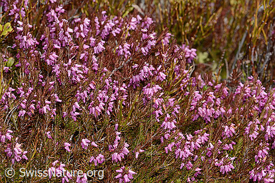 Photo: Erica carnea. Whole plant (habiti).