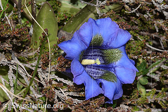 Foto: Kochscher Enzian (Gentiana acualis). Blüte. Ansicht von oben.