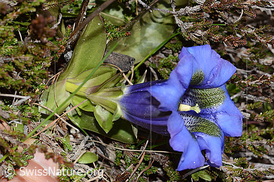 Foto: Kochscher Enzian (Gentiana acualis). Ganze Pflanze (Habitus). Ansicht von der Seite.