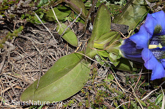 Foto: Kochscher Enzian (Gentiana acualis). Rosettenblatt.