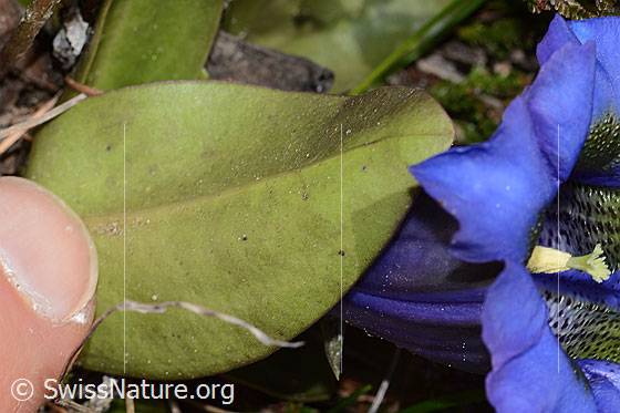 Foto: Kochscher Enzian (Gentiana acualis). Blattunterseite.