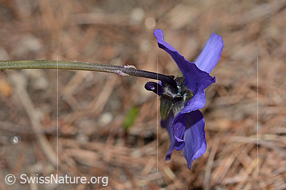 Foto: Langsporniges Stiefmütterchen (Viola calcarata). Blüte und Stängel. Ansicht von der Seite.