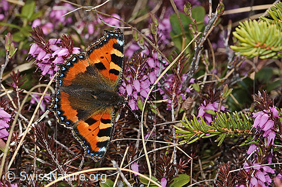 Photo: Aglais urticae on Erica carnea). Wings open. View from above.