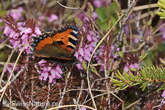 Photo: Aglais urticae on Erica carnea. Wings open. View from the side.
