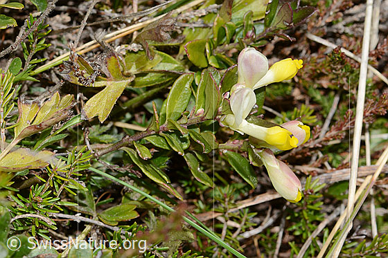 Foto: Buchsblättrige Kreuzblume (Polygala Chamaebuxus). Ganze Pflanze (Habitus).
