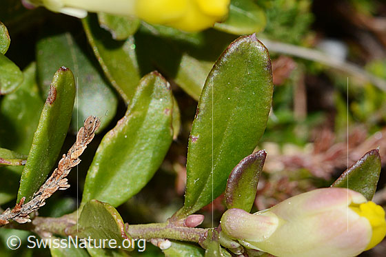 Foto: Buchsblättrige Kreuzblume (Polygala Chamaebuxus). Blätter, Stängel und Blüte von unten.