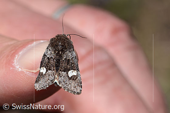 Moor-Bunteule (Coranarta Cordigera)