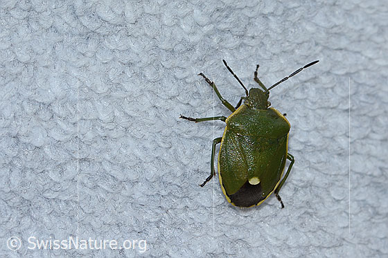 Photo: Chlorochroa juniperina. Length 11mm. Anicht from above.